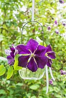 Clématite 'Etoile Violette' disposée dans un photophore en verre suspendu