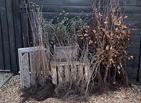Ligustrum ovalifolium à racines nues, Cotoneaster, Aubépine - Crataegus et Fagus sylvatica Atropurpurea Group