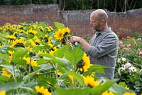 Patrick Cadman coupe Helianthus en été pour l'arrangement floral