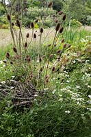 Pile de la faune - un tas de brindilles et de branches surmontées de têtes de graines de cardère laissées parmi les fleurs sauvages pour encourager les insectes et la faune au jardin
