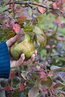Pyrus 'Beurre Bachelor' - Cueillette à la main une grosse poire de l'arbre - Septembre - Oxfordshire