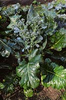 Brassica oleracea 'Atlantis' têtes en automne, Pays de Galles, Royaume-Uni