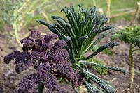 Brassica oleracea var. acephala 'Scarlet' - Kale pourpre et Kale noir 'Nero di Toscana' en hiver, Pays de Galles, Royaume-Uni