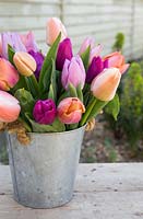 Composition florale en seau galvanisé avec Tulipa 'Ollioles', Tulipa 'Salmon Prince', Tulipa 'Purple Prince' et Tulipa 'Candy Prince'