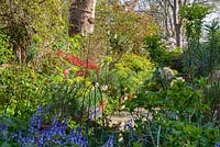 Une vue vers le jardin avec des arbres, Acer, Euphorbias et Bluebells