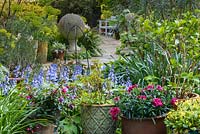 Une vue vers le jardin avec des arbres, Euphorbia, Camellia et pots avec Fuchsia, Altos, magenta Dianthus et Bluebells