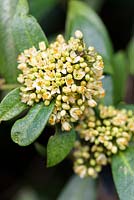 Skimmia 'Kew Green'