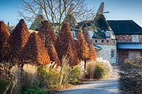 Normes de charme pyramide coupée et herbes en hiver à Bury Courts Gardens, Hampshire, Royaume-Uni.