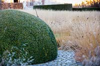 Topiaire en forme de dôme avec Molinia caerulea 'Poul Peterson', lande pourpre et Dianthus carthusianorum, rose allemand, en hiver à Bury Court Gardens, Hampshire. Conçu par Piet Oudolf et John Coke.