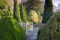 Topiaire à cône fort à Charlotte et le jardin de Donald Molesworth, Kent, UK.