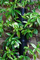 Trachelospermum jasminoides - Le jasmin étoilé déguise un tuyau de drainage