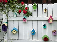 Sélection de boîtes d'oiseaux colorés sur clôture avec rosa rouge