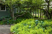 Alchemilla mollis en jardin