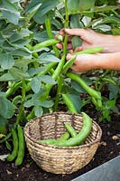 Cueillir des fèves dans un panier