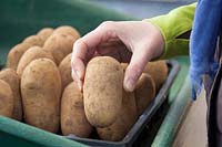 Chitting pommes de terre