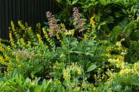 Parterre de fleurs à thème jaune avec Rodgersia, Mimulus guttatus, Primula florindae - primevère géante et Lysimachia punctata - Salicaire. Hangar peint en noir