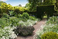 Le jardin herbacé bleu et blanc avec Anthemis cupaniana, géranium bleu et sauge
