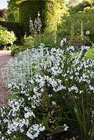 Le jardin herbacé bleu et blanc avec buisson de menthe des Alpes - Prostanthera cuneata et Stachys