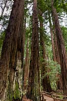 Sequoia sempervirens. Cathedral Grove, Muir Woods National Monument. Les séquoias côtiers peuvent atteindre plus de 250 pieds de haut et plus de 14 pieds de large. Muir Woods, Californie.
