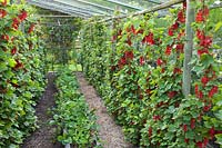 Ribes rubrum 'Jonkheer van Tets' - groseille en parterre surélevé formé comme cordon et Fragaria - fraise.