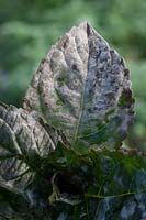 Oïdium sur feuille d'Hydrangea macrophylla 'Merveille Sanguine'