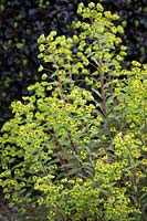 Euphorbia x martini 'Ascot Rainbow' devant Pittosporum tenuifolium 'Tom Thumb'