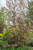 Prunus padus 'Colorata '. Cerisier des oiseaux