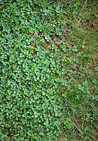 Trèfle poussant dans la pelouse. Trifolium spp.