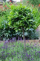 Demi-arbre de laurier sous-planté de lavandula 'Imperial Gem'