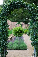 Voir à travers Apple formé sur arc en acier pour le jardin d'herbes dans le jardin potager clos. Demi-arbre de laurier sous-planté de lavandula 'Imperial Gem'