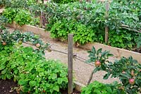 Pomme enjambée 'Orleans Reinette' en bordure végétale surélevée aux fraises des bois.