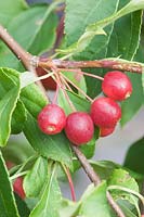 Malus domestica pomme sauvage 'rouge jade '. - Vue rapprochée de fruits rouges