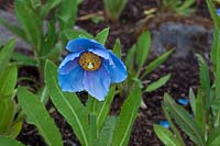 Meconopsis 'Lingholm' - Groupe bleu fertile