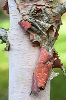 Betula dahurica 'Maurice Foster' - détail d'écorce d'arbre