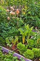Potager avec bordures de légumes surélevées de légumes et d'herbes