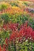 Parterre de plantes vivaces et d'herbes de fin d'été dont Imperata cylindrica 'Red Baron' et Persicaria amplexicaulis 'JS Caliente'