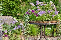 Table verte plantée de Surfinias et annuelles - Jardin Hetty van Baalen, Pays-Bas