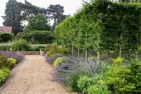 Charme blanchi - Carpinus betulus et Nepeta 'Walker's Low' dans le jardin conçu par Tom Hoblyn à Heatherbrae