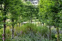 Nepeta 'Walker's Low', Digitalis purpurea et charme charme Carpinus betulus dans un jardin conçu par Tom Hoblyn à Heatherbrae