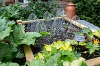 Bordure de légumes en bois surélevé avec courgette 'Zuccchini jaune' entouré de rhubarbe dans un jardin conçu par Tom Hoblyn à Heatherbrae