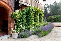 Lavandula angustifolia et Ivy poussant à l'entrée principale de la maison à Heatherbrae, dans un jardin conçu par Tom Hoblyn à Heatherbrae