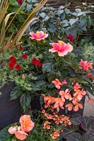 Groupe de pots plantés exotiques - Phrormium avec Calibrachoa, Hibiscus, Cerstrum et Pelargonium parfumé plus divers bégonias