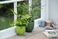 Plantes d'intérieur fougère mixte, y compris Adiantum - Fougère maidenhair dans des pots verts vitrés dans un rebord de fenêtre