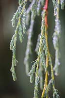 Juniperus recurva var. coxii
