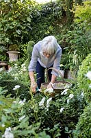 Propriétaire, Yvonne Marks découvre l'étalon rose 'Polar' - Crowmarsh House, Kent.