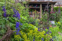 The Anneka Rice Color Cutting Garden - Plantation de vivaces avec Delphinium 'Black Knight' et Alchemilla mollis devant un abri de jardin artisanal - RHS Chelsea Flower Show 2017