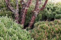 Le Jeremy Vine Texture Garden - Prunus serrula, Pinus mugo 'Mughus' et Pinus mugo 'Pumilio ' dans le Feel Good Garden - RHS Chelsea Flower Show 2017