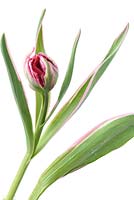 Tulipa 'Flamme éternelle' - Tulipe