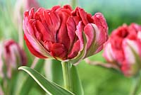 Tulipa 'Eternal Flame' - Tulipe Double Early Group