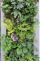 City Living - Mur végétal végétal comprenant Hosta 'Devon Green', Melianthus major, Begonia rex et Polygala myrtifolia - RHS Chelsea Flower Show 2017